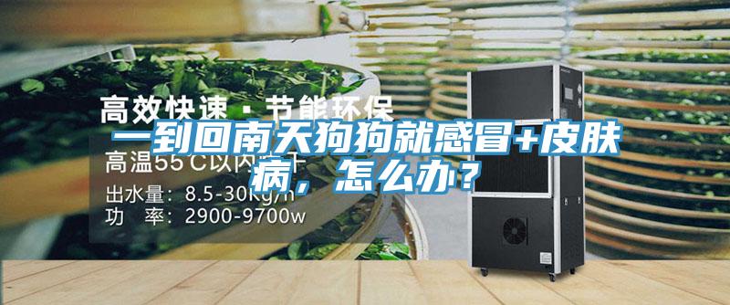一到回南天狗狗就感冒+皮膚病，怎么辦？